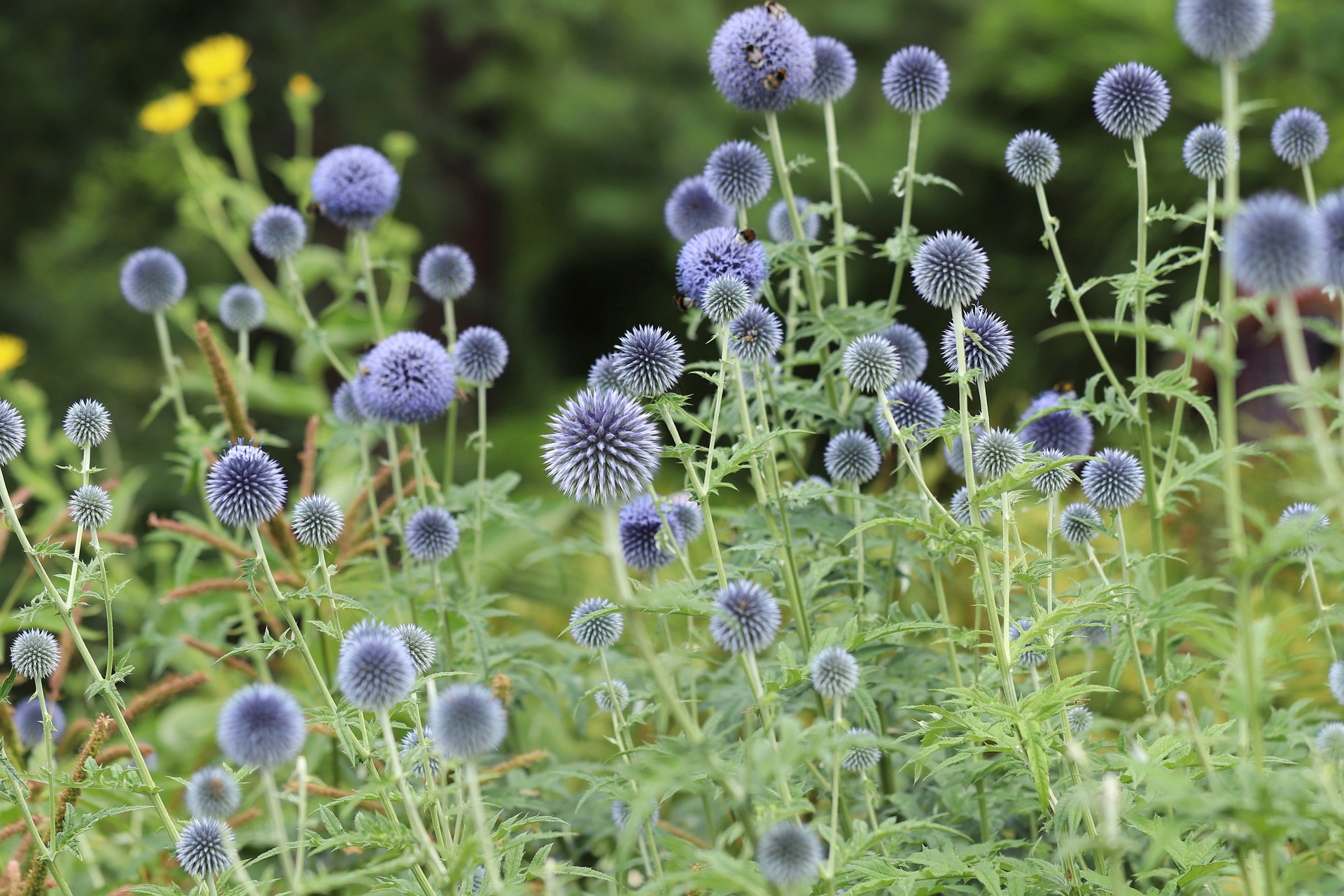 Globe thistle is a favorite with native pollinators.